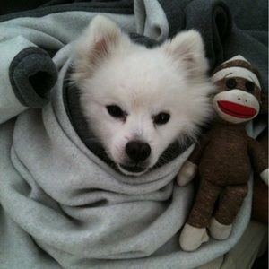 Meet your Posher, Janice